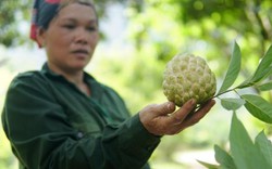 Trồng na sạch trên núi Mặt Quỷ, lái Trung Quốc vào tận nơi lùng mua