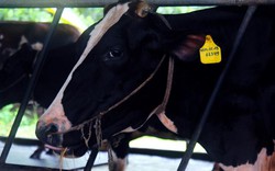Gần 100 cô bò tham gia hội thi "so dáng, đọ sữa" tại TP.HCM
