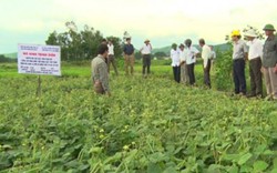 Đất lúa bỏ hoang, đem trồng đậu xanh nhà nông có tiền