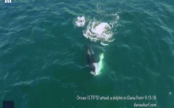Khoảnh khắc cá voi sát thủ tấn công, sát hại cá heo ở ngoài khơi Mỹ