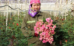Lâm Đồng: Khi nhà nông liên kết với doanh nghiệp để làm giàu