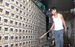 Clip: Thương binh về quê nuôi rắn hổ mang thành tỷ phú