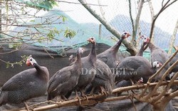Thương lái tìm mua loài gà bay giỏi như chim, trả giá 140.000 đ/kg