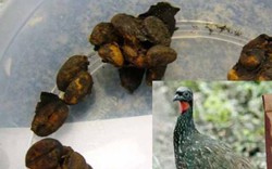 Thứ đắt hơn vàng trong phân chim, chăm đi nhặt về bán chục triệu dễ dàng