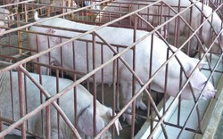 Bí quyết trang trại an toàn trước dịch tả lợn: Khử trùng cả... tiền