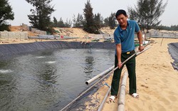 Quảng Bình: Tỷ phú đào ao trên cát nuôi loài ốc hương, bán đắt tiền