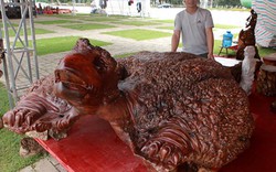 "Cụ rùa" tỏa hương thơm có giá tới nửa tỷ đồng