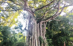 Bí ẩn chuyện lạ đất Lam Kinh: Cây ổi cười, chuyện tình cây đa thị...