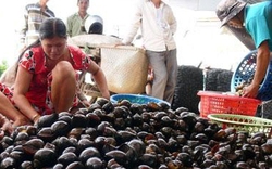 Nợ nông dân 2 chữ trách nhiệm