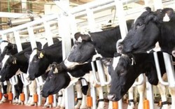 Làm nông bằng trí