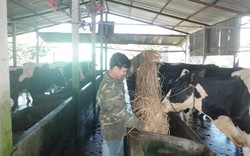 Nông dân bán bò sữa “trốn chạy”... TPP