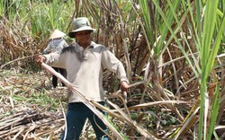 Giá mía tăng, nhà nông “đỏng đảnh” neo giá
