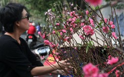 Trình 2 phương án nghỉ Tết Nguyên đán 2017