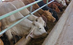Nhập và nuôi vỗ béo bò Úc: Đã… hết thời!?