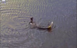 Video: Kinh ngạc cảnh cá dìm chim dưới nước để ăn thịt