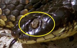 Loài vật khiến hầu hết rắn hổ kịch độc mù mắt trên đảo Úc