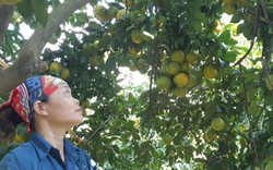 Ngắm vườn cam lòng vàng 3,4 tạ quả/cây đẹp như tranh vẽ ở Hòa Bình
