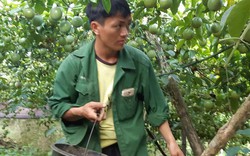 Chanh leo Mộc Châu chi chít quả, ăn ngay tại vườn vì quá sạch