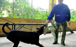 Hà Nội: Lập đội phản ứng nhanh bắt chó thả rông, không rọ mõm