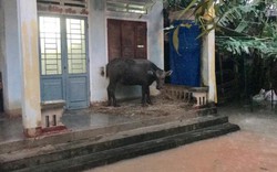 Quảng Ngãi: Mưa dữ dội, nước tràn qua đường vây khu dân cư