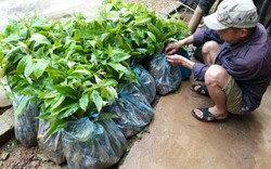 Lạng Sơn: Chênh lệch 1,2 tỷ đồng cấp cây giống cho xã khó khăn