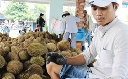 Bao giờ sầu riêng Việt hết “lót đường” sầu riêng Thái?