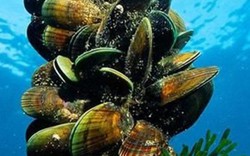 Bé tẹo như ngón tay nhưng là báu vật dưới mặt nước, bán nửa triệu/kg vẫn đắt khách