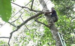 Trèo cây cao hái loại quả bóc ra thứ hạt đỏ thơm, bán đắt như vàng