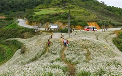 Tháng 10, thu tuyệt đẹp, tam giác mạch bừng nở trên cao nguyên đá