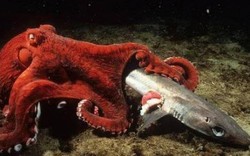 Cá mập săn mồi gặp bạch tuộc khổng lồ và cái kết