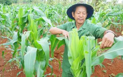 Xây dựng nông thôn mới ở Gia Lai: Loay hoay gỡ khó 3 tiêu chí