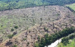 “Cơn khát” của Trung Quốc khiến rừng Amazon hứng chịu hậu quả hủy diệt