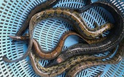 Miền Tây nhiều nơi nuôi loài cá ví như sâm nước, bán đắt tiền