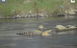 Video: Cá sấu khổng lồ dài 4m bị lốp xe quấn quanh cổ suốt 3 năm