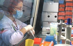 Việt Nam sản xuất thành công 1 triệu liều vắc-xin bệnh tai xanh