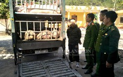 Lạng Sơn: Bắt giữ 2,5 tấn lợn trên đường vượt biên sang Trung Quốc