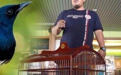 Đi máy bay mất chim quý 250 triệu đồng, là loài hót cực hay dân chơi Việt cũng mê