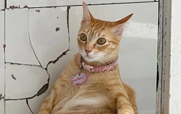 Thú cưng kiếm tiền nuôi chủ