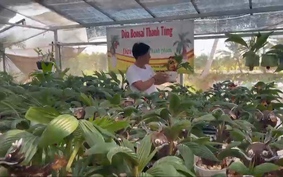 Làm chơi ăn thật, nông dân Sài Gòn rủng rỉnh tiền từ dừa bonsai độc đáo