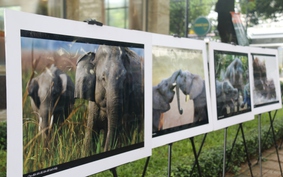 60 bức ảnh độc đáo về voi gây ấn tượng với người nước ngoài