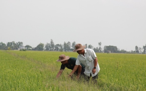 Liên kết “xanh hóa” ruộng đồng: Nông dân bắt tay doanh nghiệp trồng lúa giảm phát thải (Bài 1)