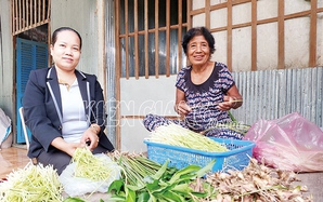 Ở xã này của Kiên Giang, người Khmer trồng riềng lấy ngó kiểu gì mà nhà nào cũng "hái" ra tiền?