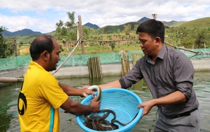 Nuôi thành công loại cá đặc sản thịt ăn bổ như "nhân sâm nước", một nông dân Quảng Ngãi bán 500-600.000 đồng/kg