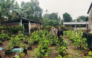 Vườn trồng 1.000 cây cảnh đang hot này, ngờ đâu một ông nông dân Quảng Trị được cả làng phục lăn