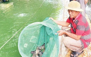 Nuôi dày đặc cá chạch lấu bổ dưỡng, một nông dân Tây Ninh vợt lên bán 220.000 đồng/kg