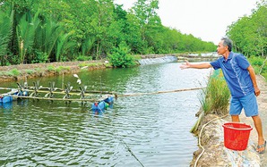 Nuôi thành công cá mú to bự trong ao đất, ông nông dân Kiên Giang bán 200.000-210.000 đồng/kg