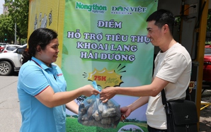 5 tấn khoai lang của nông dân Hải Dương được Báo NTNN/ĐT Dân Việt hỗ trợ tiêu thụ đợt 1