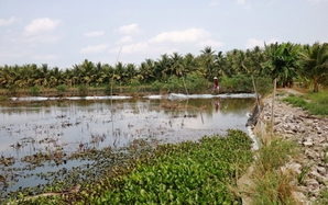 Ở một huyện của Vĩnh Long, nông dân đang khá giả lên nhờ cây trồng mới, vật nuôi mới, có nuôi cá chạch ở ruộng