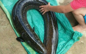 Loại cá chình mun ở đầm Trà Ổ của Bình Định, vì sao Hoa Kiều coi nhớt cá là thứ bổ dưỡng nhất?