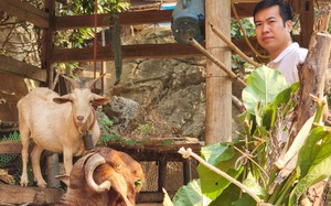 Giảm nghèo ở xã Nánh Nghê của Hòa Bình: Nuôi dê núi, nhiều hộ có của ăn của để (bài 2)